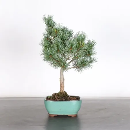 JAPANESE WHITE PINE “PENTAPHYLLA” 1-12