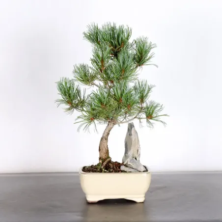 image supplémentaire - JAPANESE WHITE PINE...