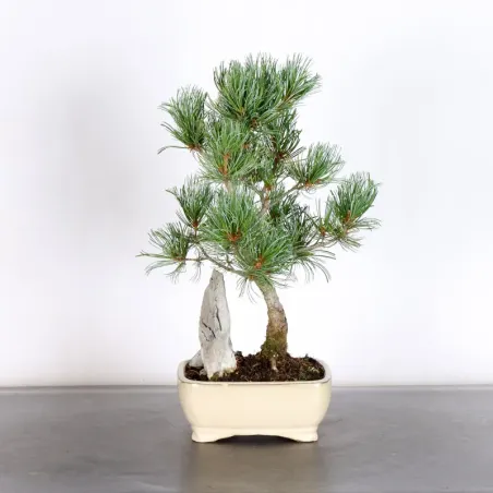 JAPANESE WHITE PINE “PENTAPHYLLA” 1-17
