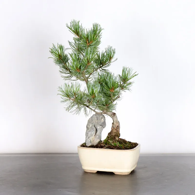 PIN BLANC DU JAPON "PINUS PENTAPHYLLA" 1-19