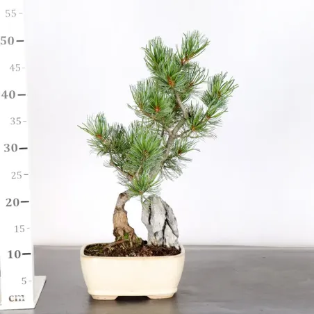 image supplémentaire - JAPANESE WHITE PINE “PINUS...