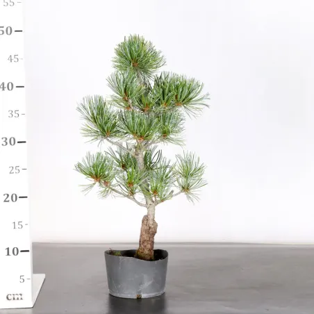 image supplémentaire - PREBONSAI PIN BLANC DU...