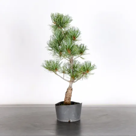 PREBONSAI PIN BLANC DU JAPON "PINUS PENTAPHYLLA" 1-22