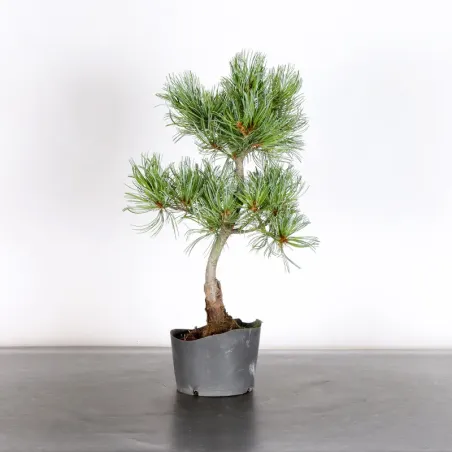 PREBONSAI PIN BLANC DU JAPON "PINUS PENTAPHYLLA" 1-23