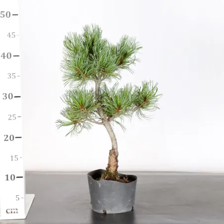 image supplémentaire - PREBONSAI PIN BLANC DU...