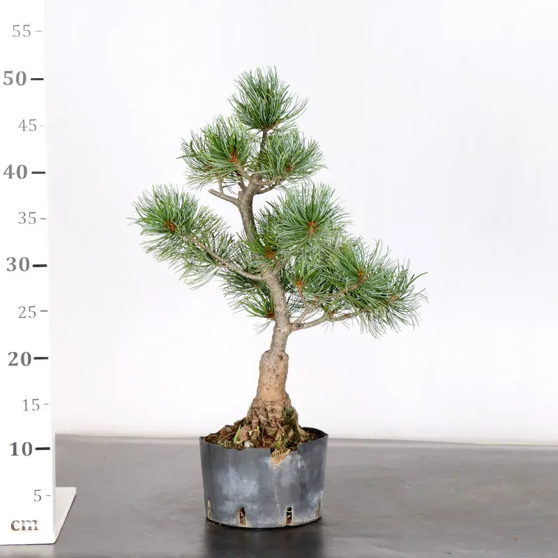 image supplémentaire - PREBONSAI JAPANESE WHITE...