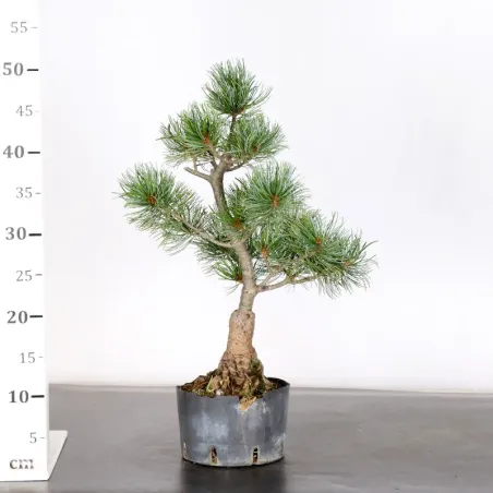 image supplémentaire - PREBONSAI PIN BLANC DU...