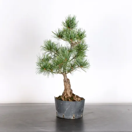 PREBONSAI PIN BLANC DU JAPON "PINUS PENTAPHYLLA" 1-26
