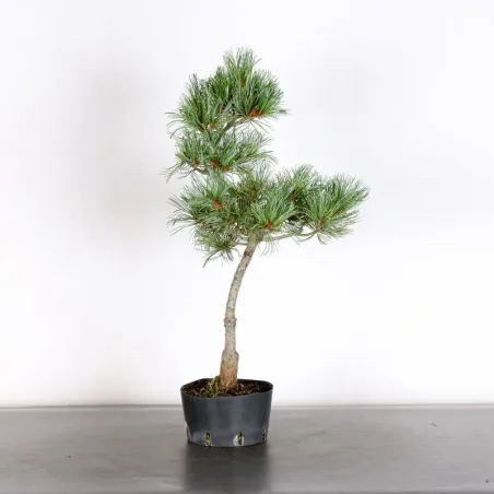 PREBONSAI PIN BLANC DU JAPON "PINUS PENTAPHYLLA" 1-27