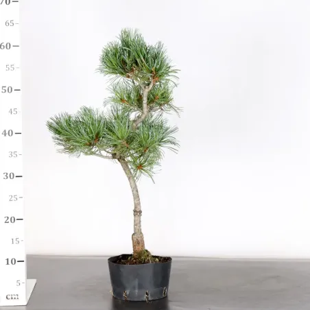 image supplémentaire - PREBONSAI JAPANESE WHITE...