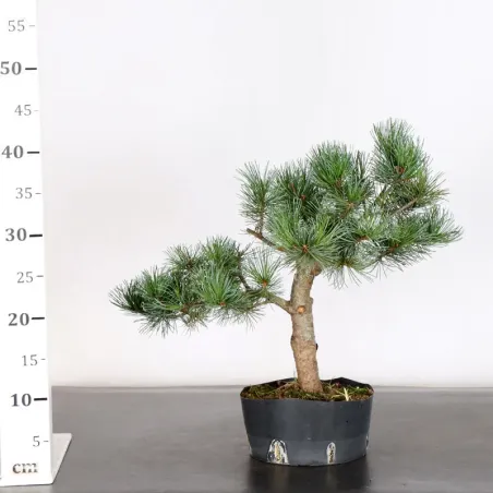 image supplémentaire - PREBONSAI JAPANESE WHITE...