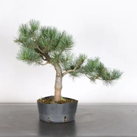 PREBONSAI JAPANESE WHITE PINE “PENTAPHYLLA” 1-28