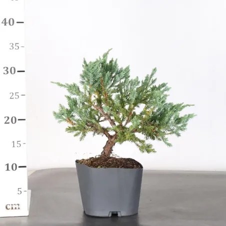 image supplémentaire - Prebonsai juniper juniperus...