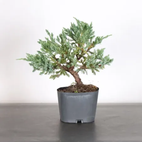 Bonsai Chinese Juniper