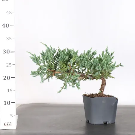 image supplémentaire - Prebonsai genévrier...