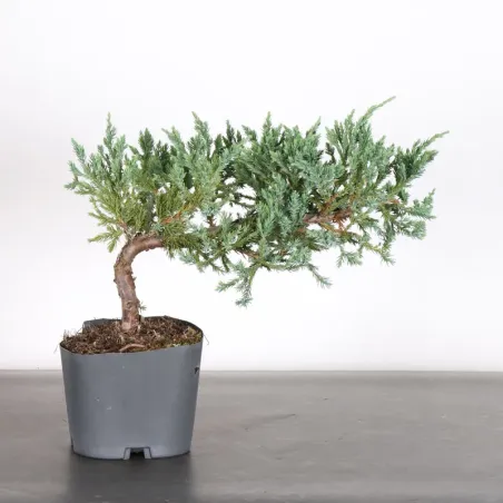 Bonsai Genévrier de Chine