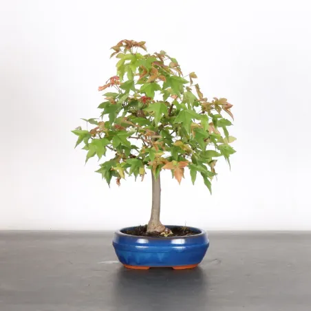 Maple "ACER BUERGERIANUM" 1-23