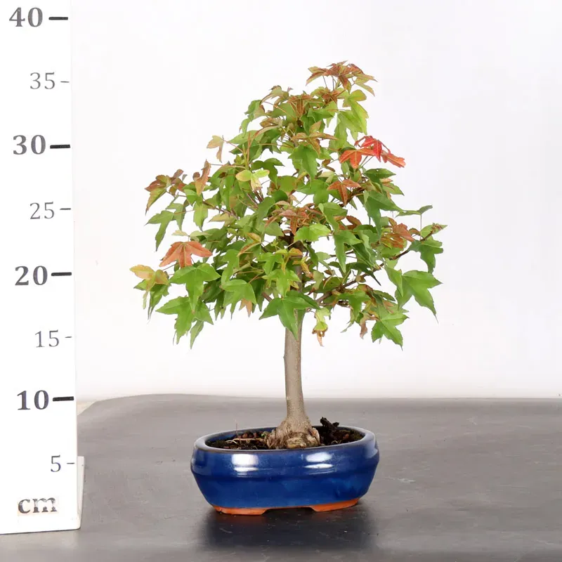 image supplémentaire - Maple "ACER BUERGERIANUM" 1-23