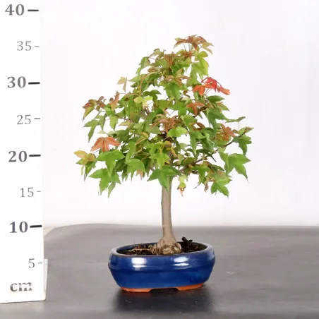image supplémentaire - Érable "ACER BUERGERIANUM"...