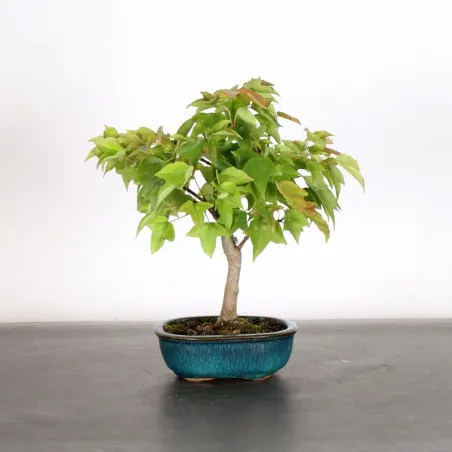 Bonsai Erable Burger AB-2-4