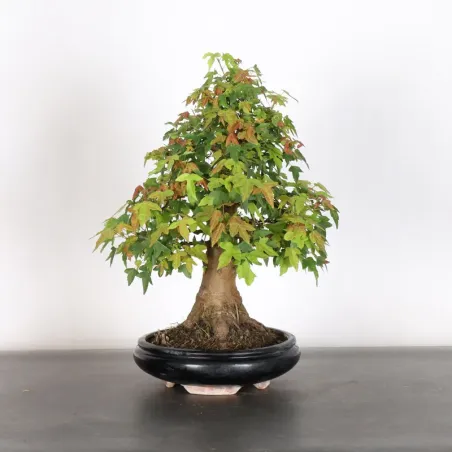 Érable "ACER BUERGERIANUM" 4-13