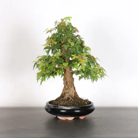 image supplémentaire - MAPLE "ACER BUERGERIANUM" 4-13