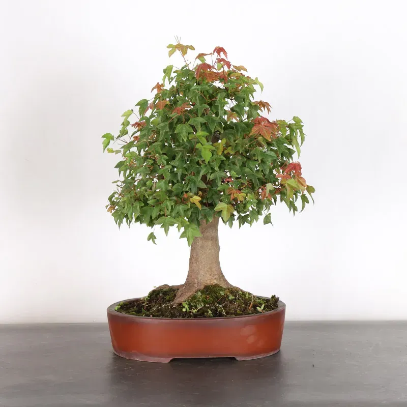 image supplémentaire - Maple "acer buergerianum" 1-5