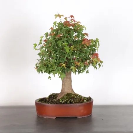 image supplémentaire - Érable  "ACER BUERGÉRIANUM"...