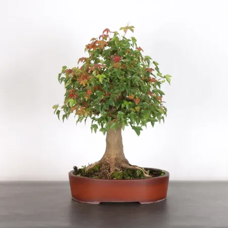 Maple "acer buergerianum" 1-5