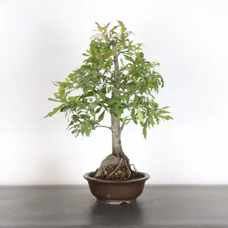 Chêne des marais "quercus palustris" 2-8