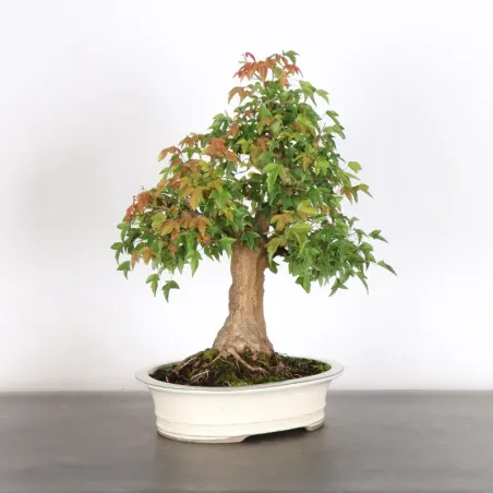 Maple "acer buergerianum" 5-10