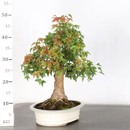 image supplémentaire - érable "acer buergérianum"...