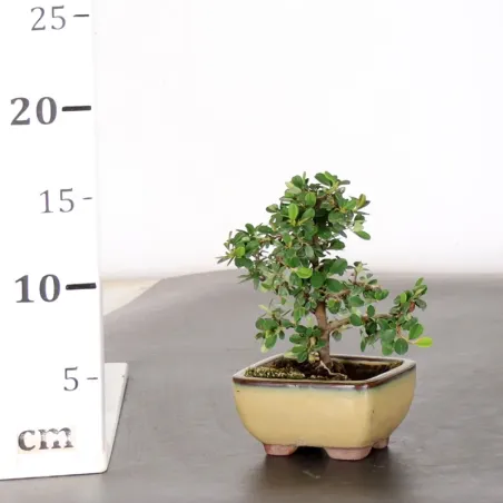 image supplémentaire - COTONEASTER "dammeri" 1-16