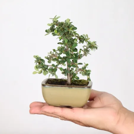 Bonsai Cotoneaster