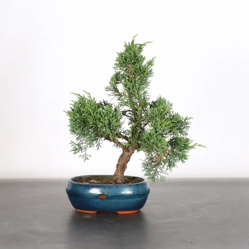 Bonsai Genévrier de Chine