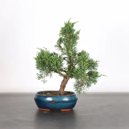 Bonsai Chinese Juniper