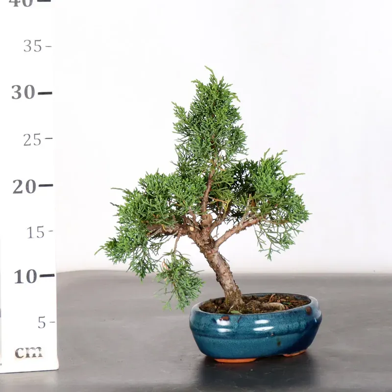 image supplémentaire - JUNIPER "JUNIPERUS KISHU" 1-17