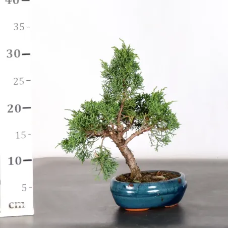 image supplémentaire - JUNIPER "JUNIPERUS KISHU" 1-17