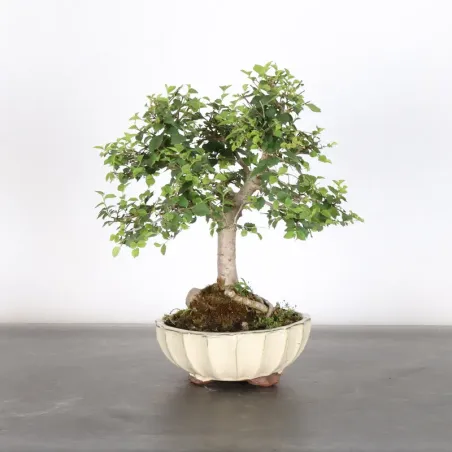 Bonsai Orme de Sibérie OR-2-10