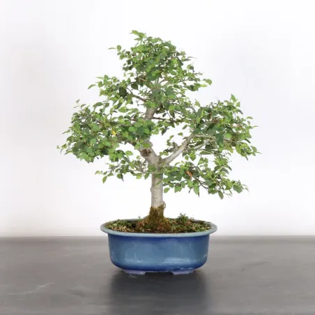 Bonsai Orme de Chine OR-2-8
