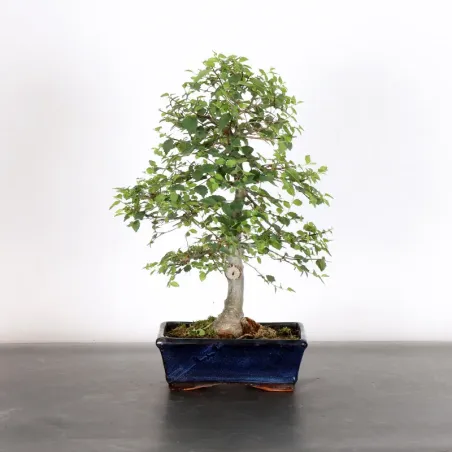 Siberian elm "ulmus pumila" 2-16