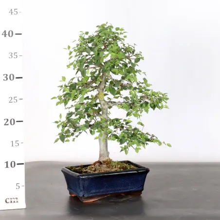 image supplémentaire - Siberian elm "ulmus pumila"...