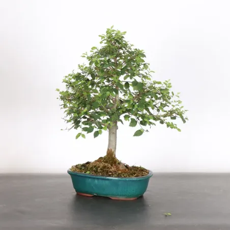 Bonsai Orme de Chine OR-2-6