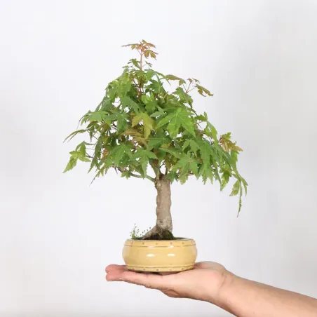 Japanese maple "acer palmatum" 2-8