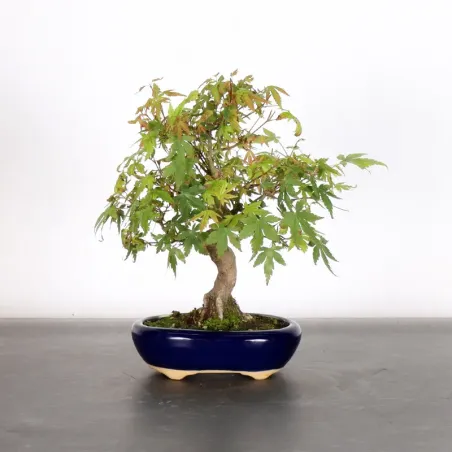 Bonsai Acer Palmatum AP-2-9