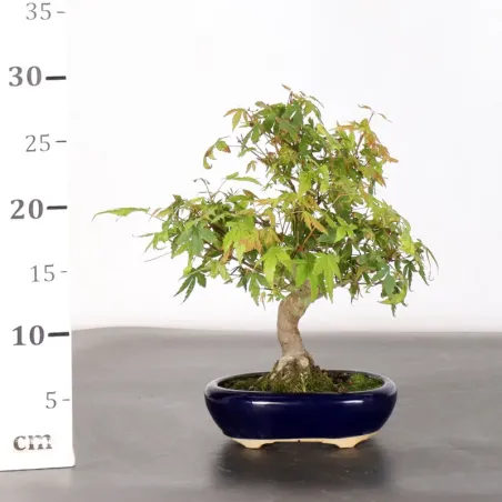 image supplémentaire - JAPANESE MAPLE "ACER...