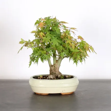 Bonsai Palmatum AP-2-11