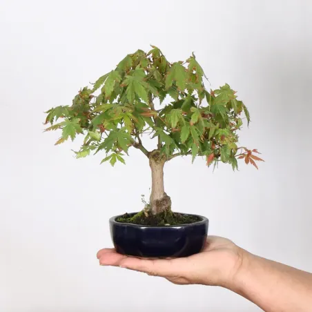 Bonsai Acer Palmatum AP-3-3