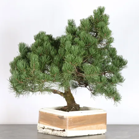 BONSAI PINUS MUGO 4-13