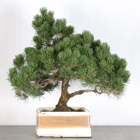 image supplémentaire - BONSAI PINUS MUGO 4-13